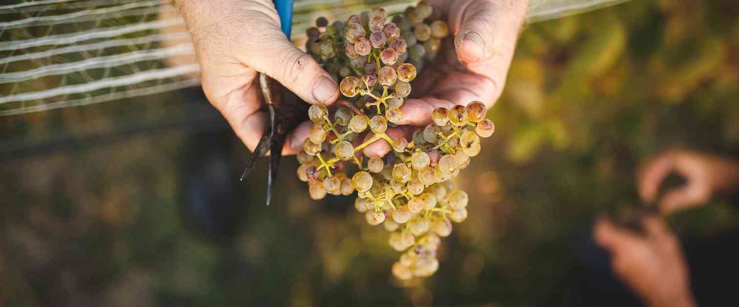 琪顿，生物动力法的忠实践行者